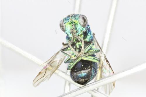 Trichrysis cyanea